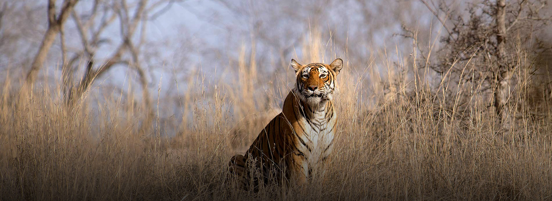 Golden Triangle & Ranthmbhore - 7 Nights - 8 Days