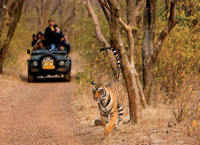 Ranthambhore To Jaipur